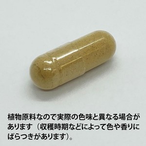 ECLECTIC イチョウ(ギンコ)15カプセル Ecoパック15(いちょう葉)EC020(健康食品 ハーブエキス サプリメント)※お取り寄せ1週間程度かかります